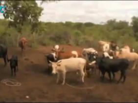 Livestock Livestock