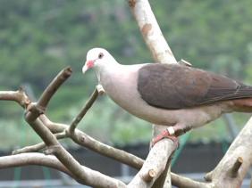 Pigeon des Marre Pigeon des Marre