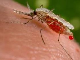 zika. zika.
