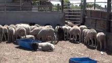 Consomation de Viande