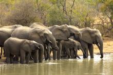 Eléphants