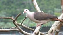 Pigeon des Marre
