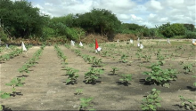 Agriculture