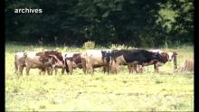 Viande fraiche