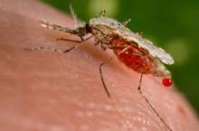 zika.